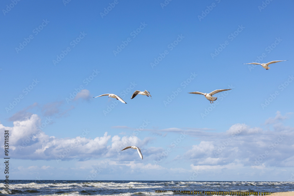 Group of seagulls flying over the water of the Baltic Sea on a background of blue sky, Miedzyzdroje, Poland