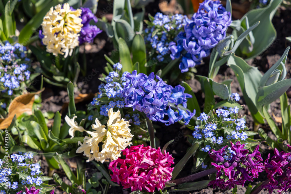 Group of colorful hyacinth flowers blooming in the garden in spring season, close up