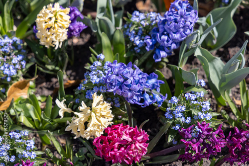 Group of colorful hyacinth flowers blooming in the garden in spring season, close up