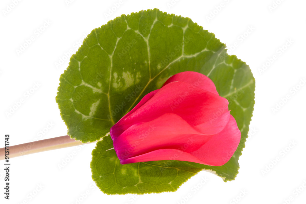 Delicate spring flower of red Cyclamen with grean leaf isolated on white background, close up