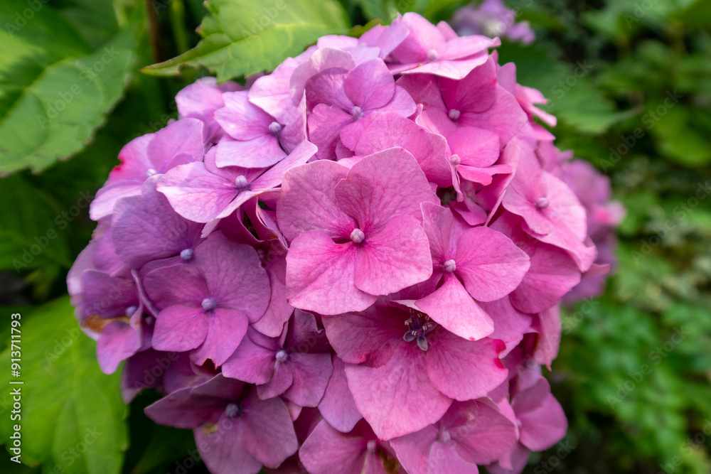 Great bush of pink flower hydrangea blooming in the garden, close up