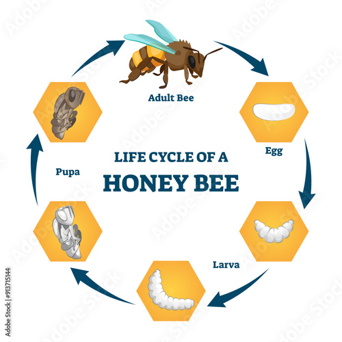 Life cycle of a honey bee illustration, transparent background. Labeled educational stages scheme. Transformation process with all phases. Egg, larva, pupa and adult insect examples.