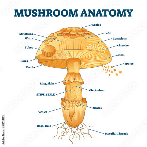 Mushroom anatomy labeled biology diagram illustration, transparent background. Forest nature exploring and education. Spore bearing fruiting body of a fungus.