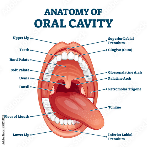 Oral cavity anatomy with educational labeled structure illustration, transparent background. Dental medical scheme for stomatology study. Healthy cloesup mouth with labial frenulum.