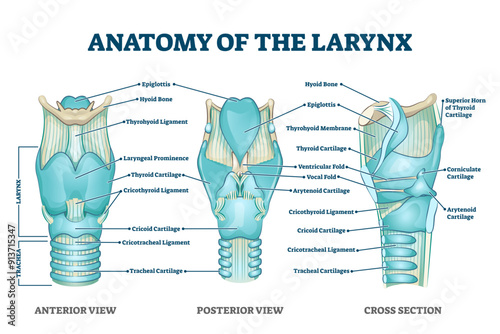 Larynx anatomy with labeled structure scheme and educational medical views, transparent background. Anterior, posterior and cross section examination with trachea parts illustration.