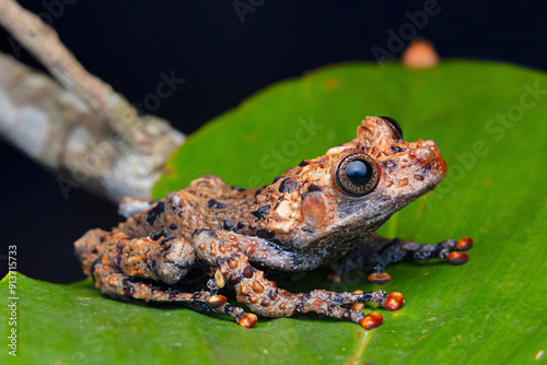 Theloderma nagalandense, the Nagaland tree frog, is a species of frog in the family Rhacophoridae. It is endemic to India.