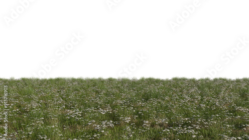 Daisy Meadow with a Transparent Background