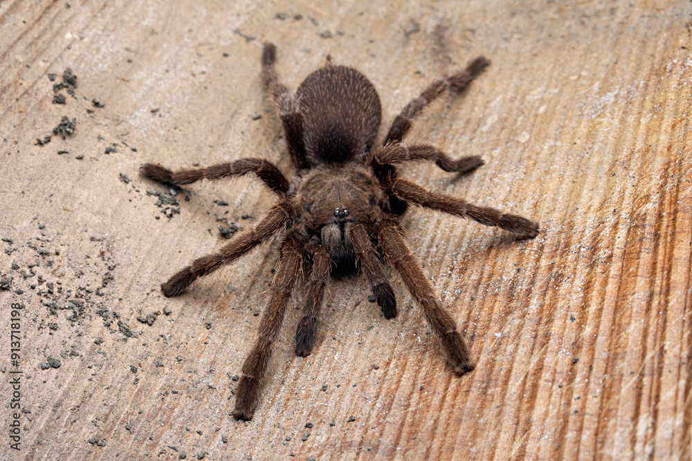 Tarantulas comprise a group of large and often hairy spiders of the family Theraphosidae. Tarantulas comprise a group of large and often hairy spiders of the family Theraphosidae.