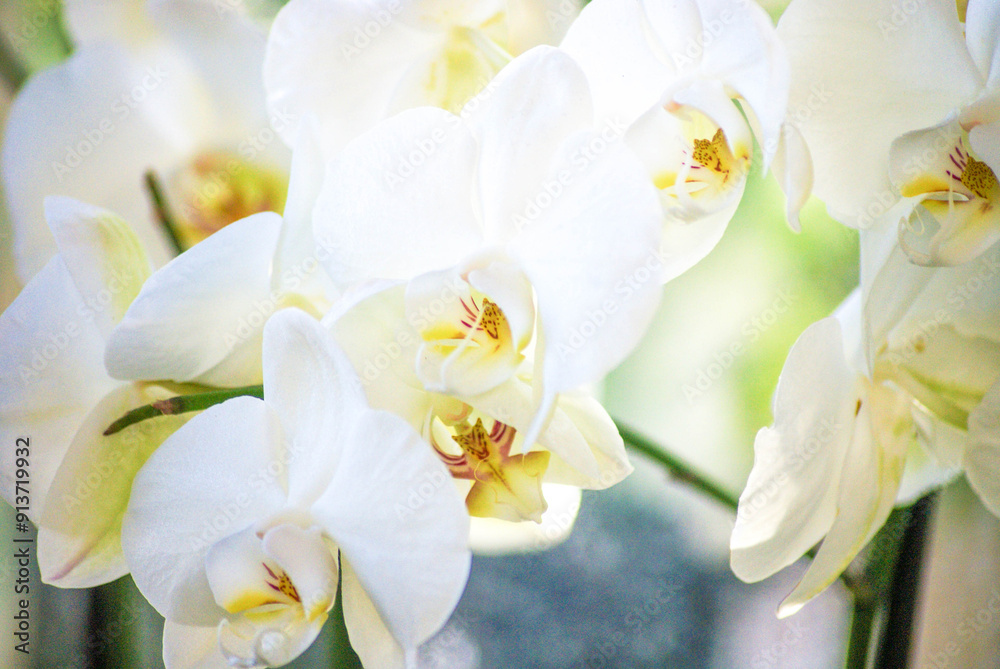 Fototapeta premium white pink flower on a spring day in home garden