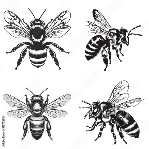 Four different drawings of bees. The first one is a close up of a bee with its wings spread out