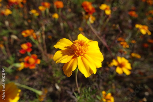 Macro of single yellow flower of Tagetes patula in October