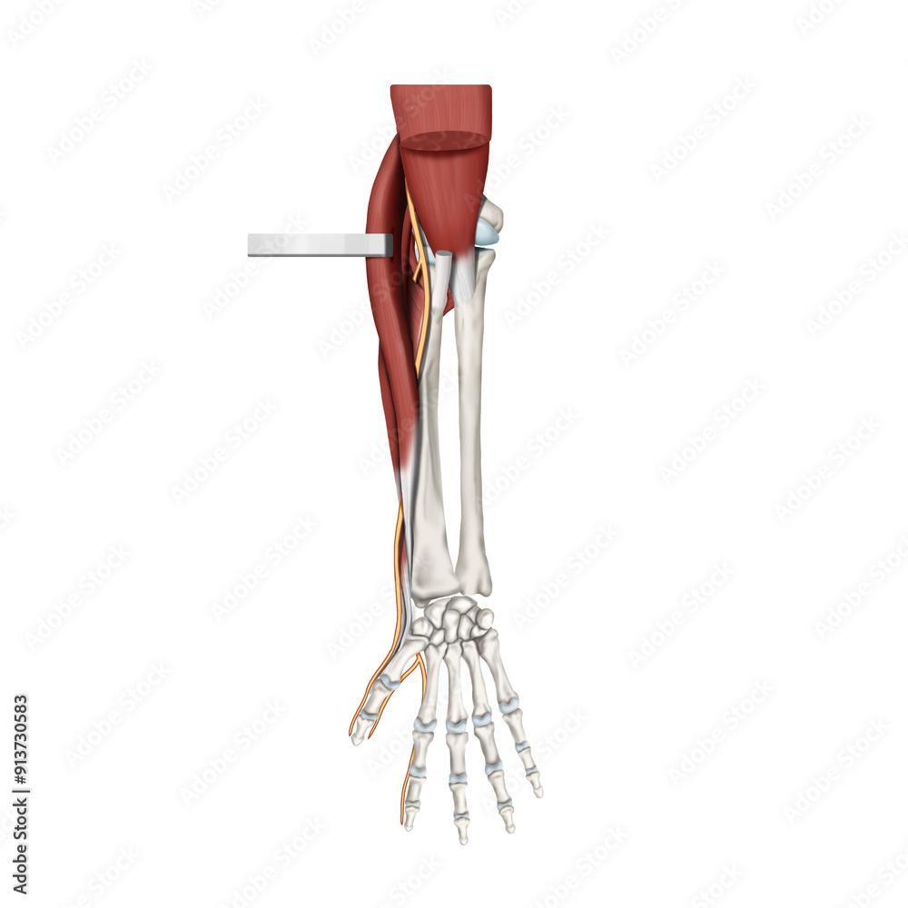 요골신경과 요골터널을 설명하는 메디컬일러스트 Stock Illustration | Adobe Stock