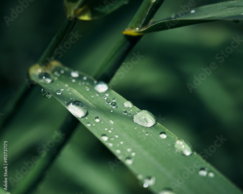 dew on a leaf