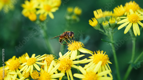 bee on a dandelion