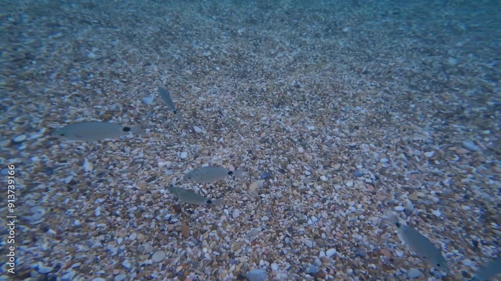 Underwater in the adriatic sea, Conero beach of Numana. Underwater fish reef marine Underwater in the adriatic sea, Conero beach of Numana. Underwater fish reef marine