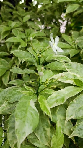 Tabernaemontana divaricata commonly called pinwheel flower, crape jasmine, East India rosebay and Nero's crown is an evergreen shrub or small tree native to South Asia Garden : Footage Pan and Track