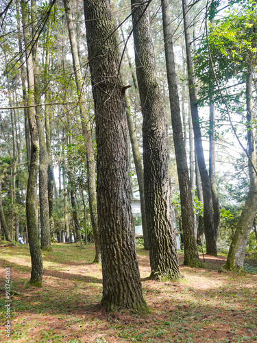 Pine trees during a sunny day. Pine tree sap can be processed into paint thinner. Meanwhile, the wood is useful for construction, matches, paper and so on photo