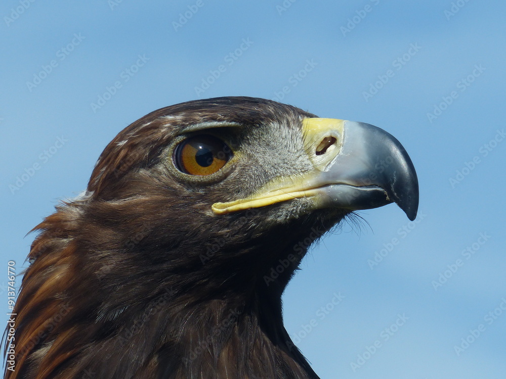 Fototapeta premium Aigle royal