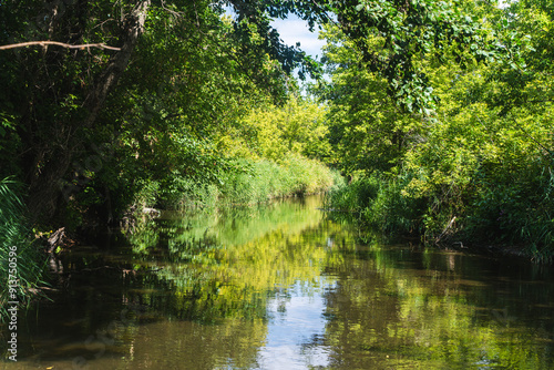 A pond or river with green trees on the shore and a beautiful reflection. Summer landscape.
