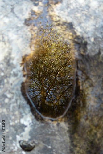 branches of a tree reflecting in the water