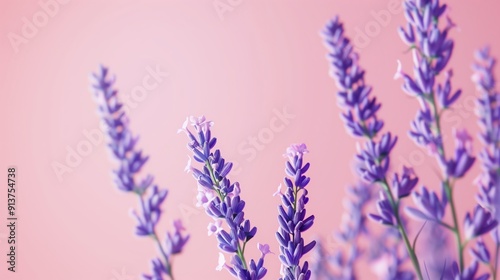 Vibrant Purple Lavender Blossoms Against a Soft Pink Background in Early Morning Light