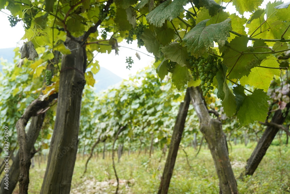 Fototapeta premium Ripening green bunches of grapes. The vineyard.