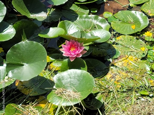 연꽃 연못 꽃 늪지 식물