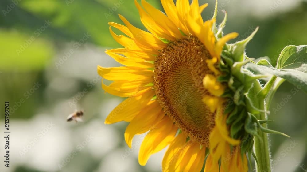 A bee collects nectar on a sunflower in the morning A bee collects nectar on a sunflower in the morning