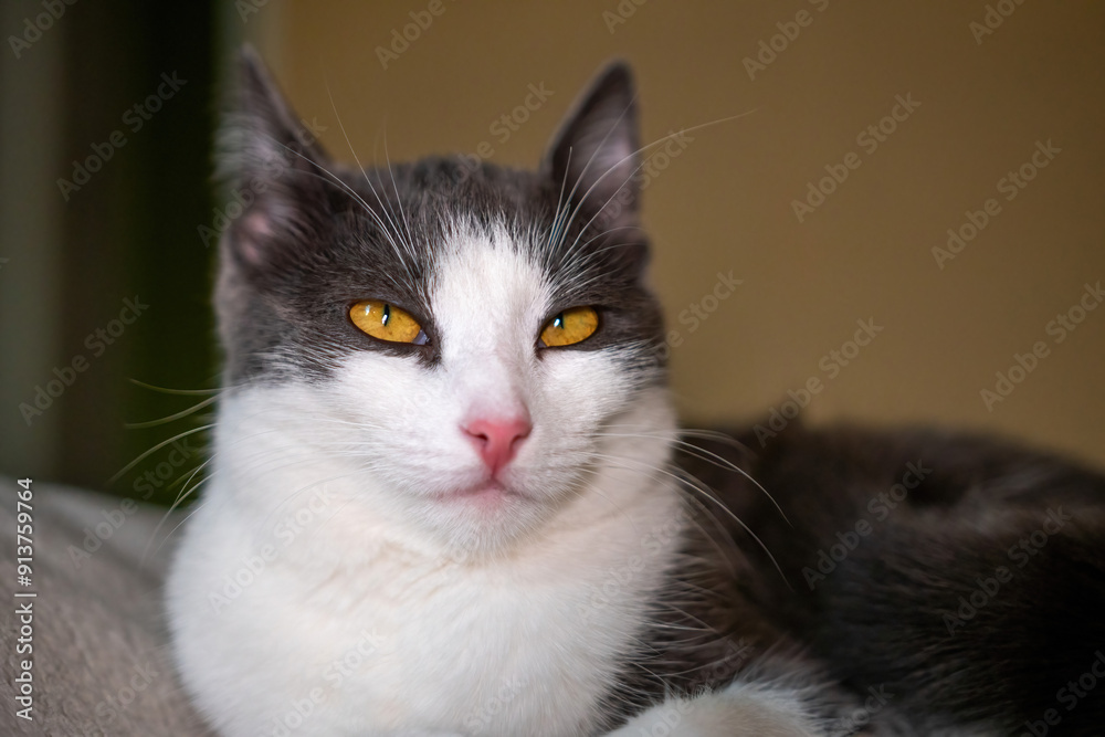 cat with a pink nose and yellow eyes is laying on a bed. The cat appears to be relaxed and comfortable cat with a pink nose and yellow eyes is laying on a bed. The cat appears to be relaxed and comfortable