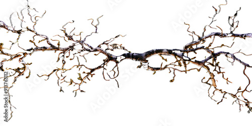 Abstract animation of branching roots on black background resembling live vines. Concept Abstract Animation, Branching Roots, Black Background, Live Vines, Visual Art