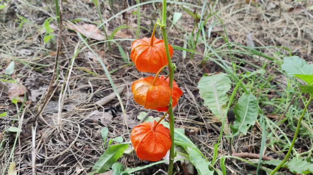 Ciplukan ''Physalis angulata