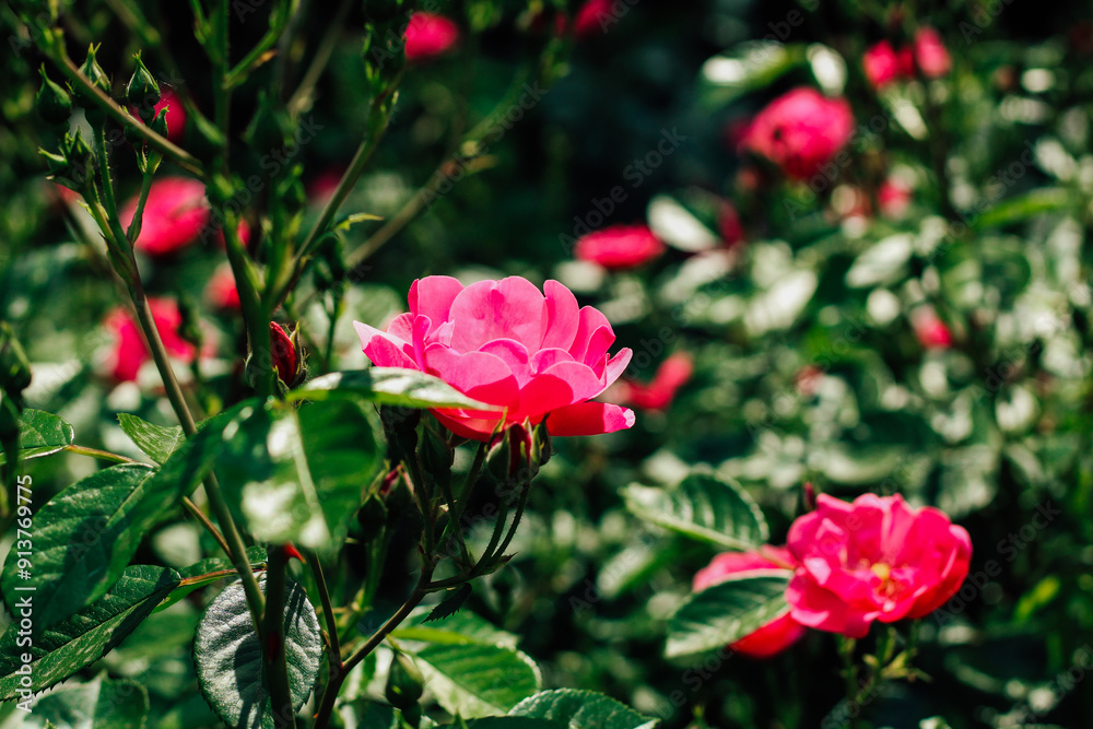 pink climbing rose bush close-up in botanical garden, rose background pink climbing rose bush close-up in botanical garden, rose background