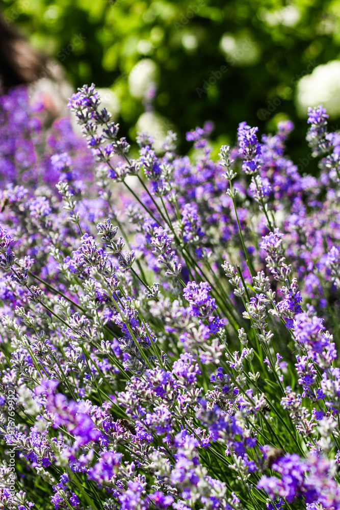 Obraz premium Purple lavender bushes close up