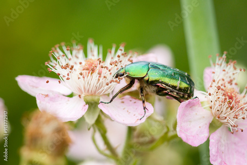 Green beetle drinking nectar on a blackberry blossom