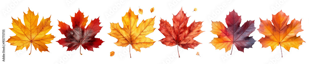 fall and autumn maple leaves featuring orange and burgundy tones, isolated on white background. this set is perfect for integrating into Thanksgiving or Halloween visual themes. fall and autumn maple leaves featuring orange and burgundy tones, isolated on white background. this set is perfect for integrating into Thanksgiving or Halloween visual themes.