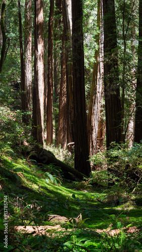 A dense forest scene filled with towering, straight tree trunks, likely redwoods, surrounded by lush green ferns and moss on the forest floor. Sunlight filters through the trees, casting light and sha