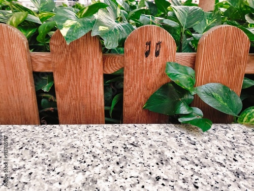 Wooden fence with fresh leaves photo