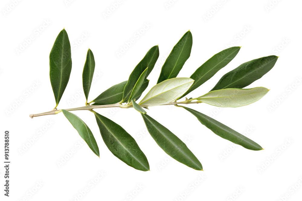Fototapeta premium olive leaves twig isolated on white or transparent png