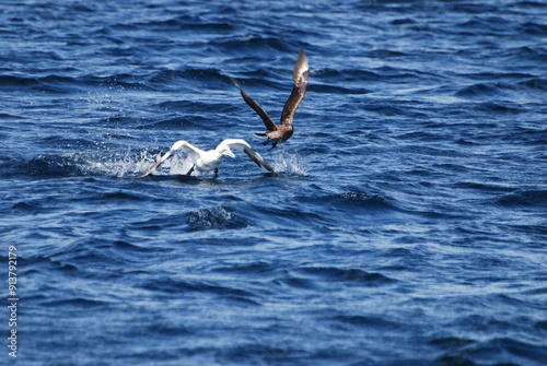 Eagle attack at sea