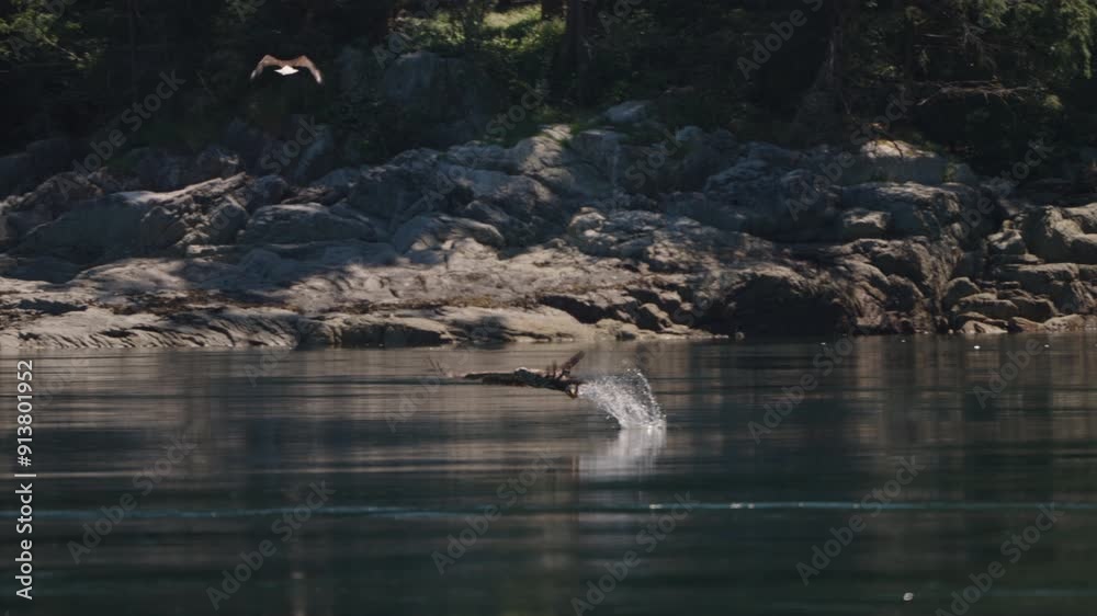Eagle catching fish in the ocean in Canada Eagle catching fish in the ocean in Canada