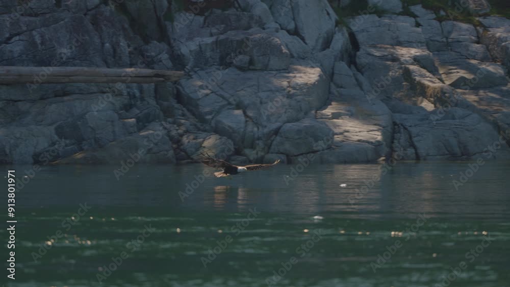 Eagle catching fish in the ocean in Canada Eagle catching fish in the ocean in Canada