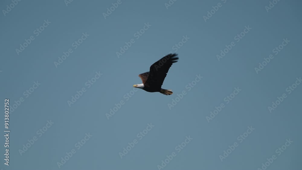 Eagle catching fish in the ocean in Canada Eagle catching fish in the ocean in Canada