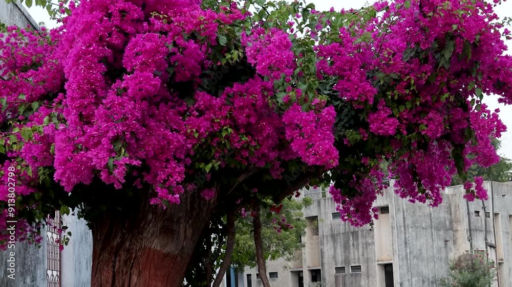 bougainvillea glabra flower tree with pink flowers at day bougainvillea glabra flower tree with pink flowers at day
