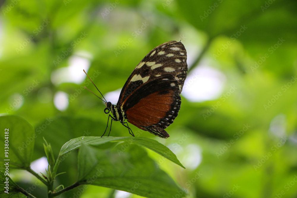 A butterfly with detailed black and orange wings rests on a green leaf. The soft, defocused background enhances the sharpness of the butterfly's textures and vibrant hues, creating a striking contrast A butterfly with detailed black and orange wings rests on a green leaf. The soft, defocused background enhances the sharpness of the butterfly's textures and vibrant hues, creating a striking contrast