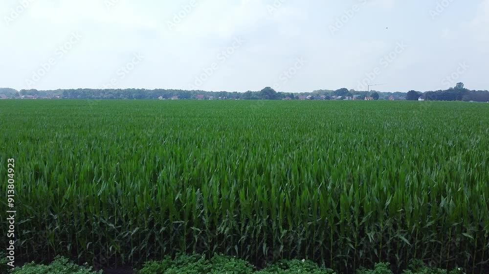 Aerial above potato and corn field during cloudy day. Aerial above potato and corn field during cloudy day.