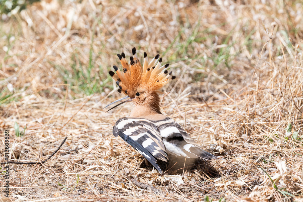 Eurasian Hoopoe showcasing its crest in natural habitat Eurasian Hoopoe showcasing its crest in natural habitat