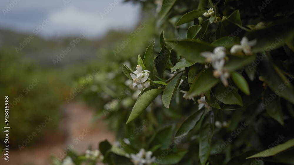 Close-up of white citrus blossoms on an orange tree, with a blurred orchard background Close-up of white citrus blossoms on an orange tree, with a blurred orchard background
