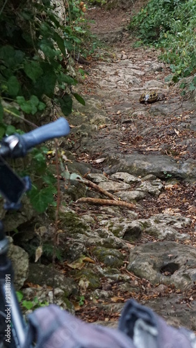 Cycling on a hiking trail from Fornells to Mahón on the island Menorca in Spain in July encountering a turtle