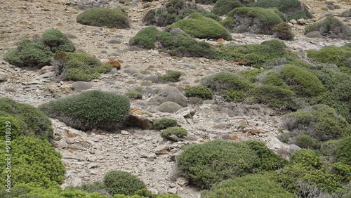 The hiking trail to the Far de Favaritx on the island Menorca in Spain in July photo