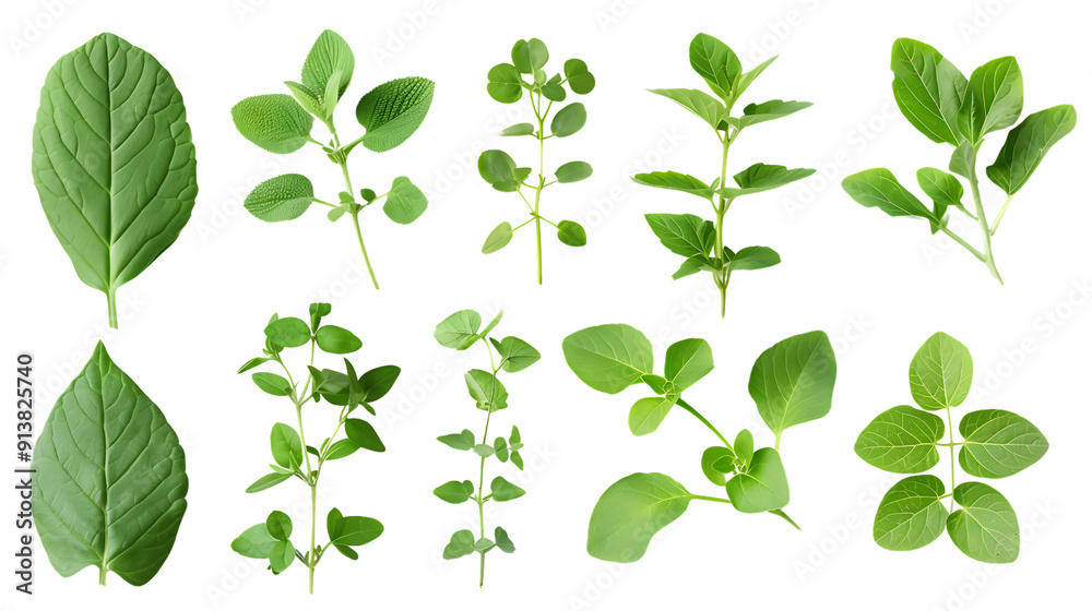 Green Leaves with a Transparent Background, Featuring Various Herbs and Plants with a Clear Background